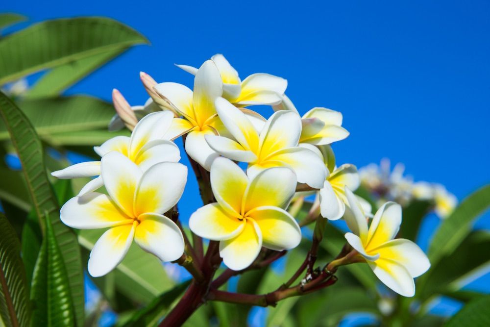 plumeria on the plumeria tree with sky