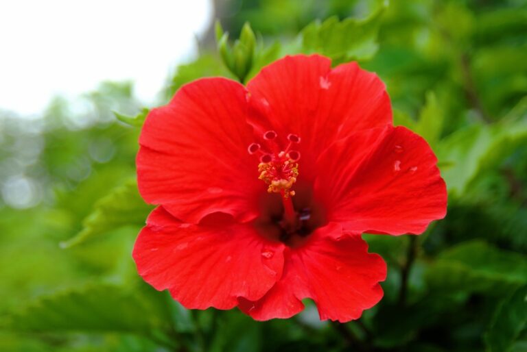 10 Prettiest Tropical Flowers From Hawaii - Hawaii Travel Spot