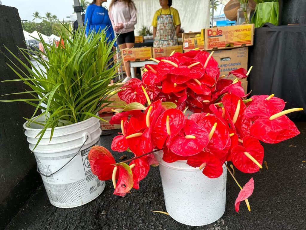 Image of anthurium flowers at the Kona Farmers Market.