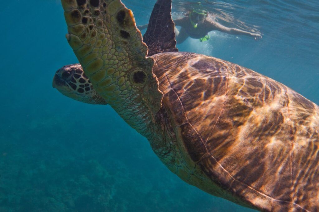 Check out the best things to do in Hawaii in March recommended by top Hawaii blog Hawaii Travel Spot. Image of a Sea turtle, woman snorkellng in background