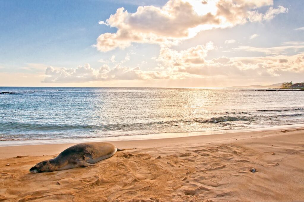 Image of a Hawaiian Monk Seal at Poipu Beach on Kauai