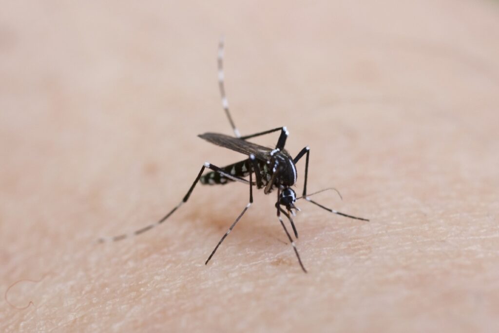 detail of a tiger mosquito on Caucasian skin